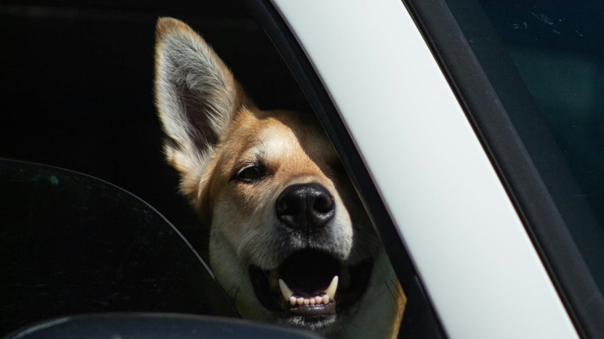 Pet Safety in Hot Cars