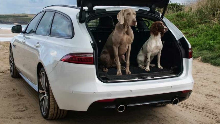 Let Your Dog In On The Action With Jaguar Gear Accessories